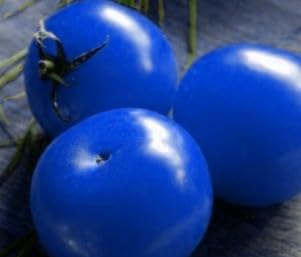Aachondra 100pcs semillas de hortalizas de tomate azul