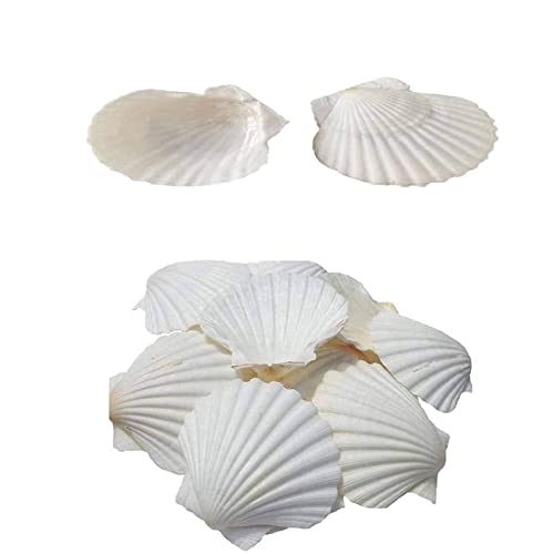 FROVOL 2 piezas 10-14 cm conchas naturales grandes blancas vieira conchas marinas ornamento decoración náutica decoración boda concha playa casa