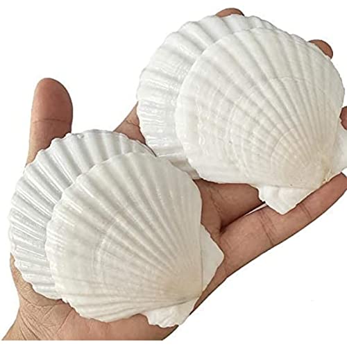 Concha de Vieiras Grande 25 Pieza Blancas Conchas de Mar Decoracion Naturales para Manualidades Bricolaje Barbacoa(5-7 cm)