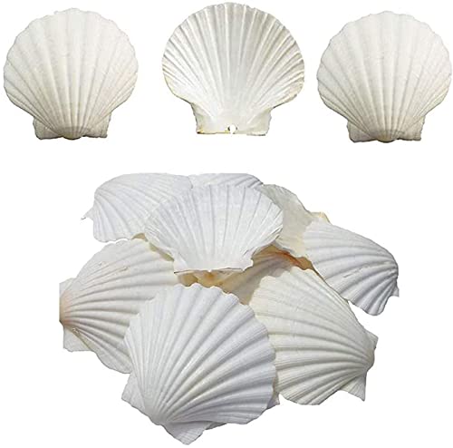 SKOOLOVE Concha de Vieiras Grande 16 Pieza Blancas Conchas de Mar Decoracion Naturales para Manualidades Bricolaje Barbacoa(7-10 cm)