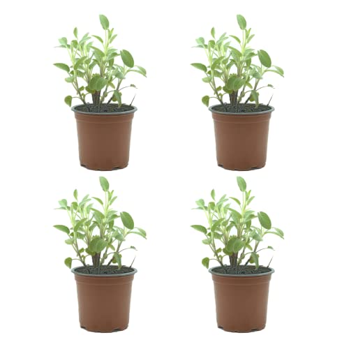 Salvia Pack de 4 Plantas Naturales para Cocinar Ideal para Interior y Exterior Hierba Aromática para Huerto Urbano y Jardín en Maceta Ø10 Altura 20 cm