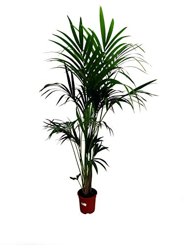 Kentia Forsteriana natural M21 palmera de 160-170 cm perfecta para el interior del hogar.