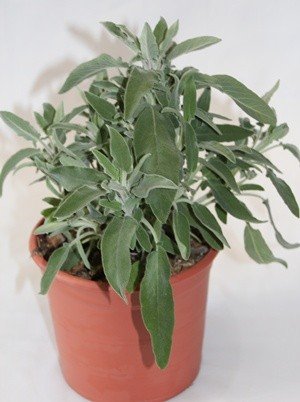 Salvia (Maceta 13 cm Ø) - Planta viva - Planta aromatica