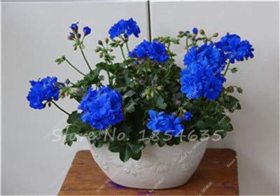Ponak Nuevos 100 semillas de flores para la PC de geranio azul jardinería