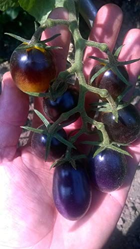 10 Semillas Tomate Indigo Kumquat By Samenchilishop