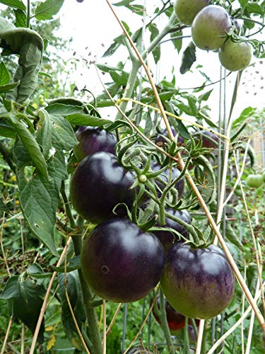 Portal Cool OSU Azul Tomates 15 Semillas de Tomate Azul producido en Francia
