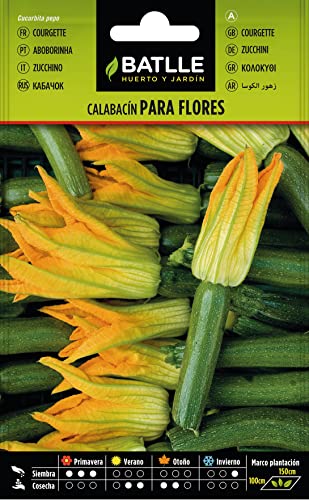 Semillas Hortícolas - Calabacin para flores - Semillas Batlle