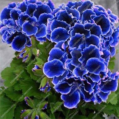 sump Nuevos 50pcs SEMILLAS Geranio de flores para la jardinería hermosa azul 1