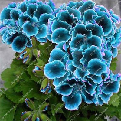 Kalash nuevo 50pcs semillas de geranio de flores para la jardinería cielo azul verde
