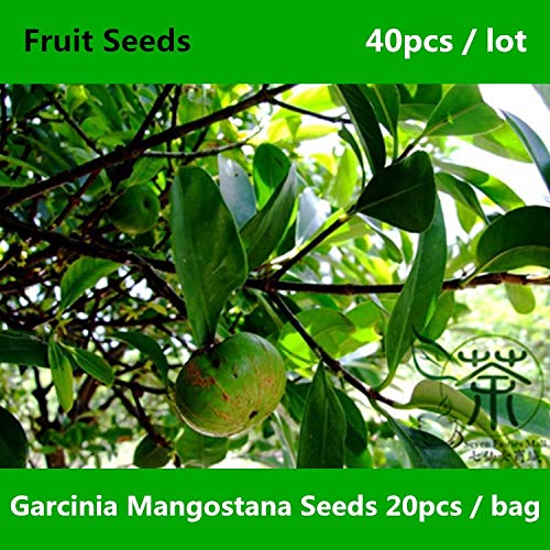 SEEDS:^^Family Clusiaceae Garcinia Mangostana ^^^^ 40pcs, Evergreen Tree Purple Mangosteen Fruit ^^^^, Very Popular Shan Zhu Zi ^^^^