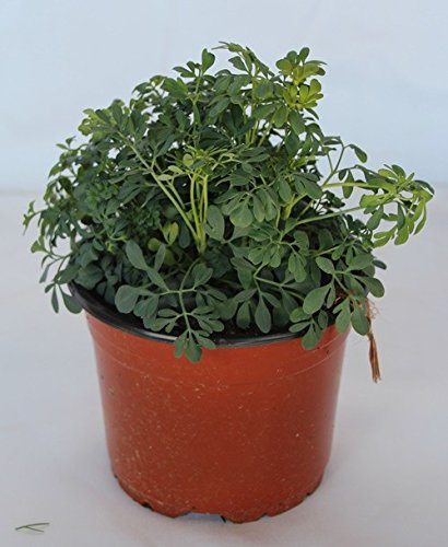 Sin marca Ruda (Maceta 13 cm Ø) - Planta Viva - Planta aromatica