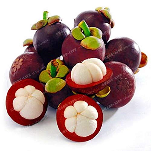 Generic 20 Pcs Seed Purple Mangosteen Fruit Clusiaceae Garcinia Evergreen Tree Garden P : Only seeds