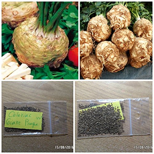 Apio nabo '' ~ 150 + semillas de calidad superior' Gigante de Praga - XXL raíz y las hojas de sabor