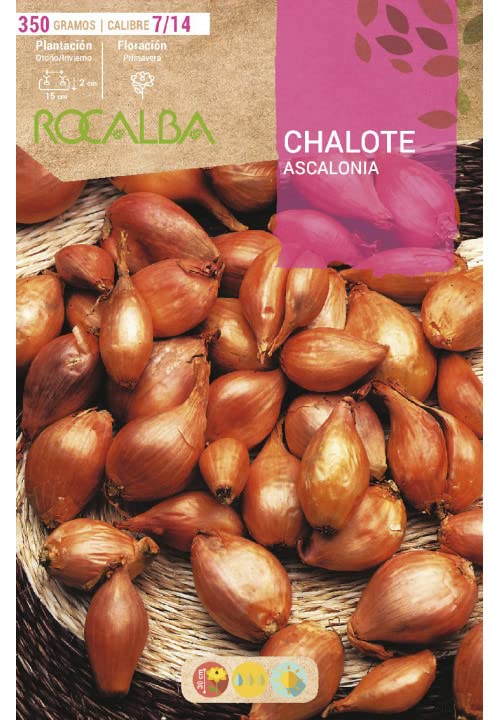 Bulbo de cebolla para plantar variedad 'chalote ' 350gr - Rocalba