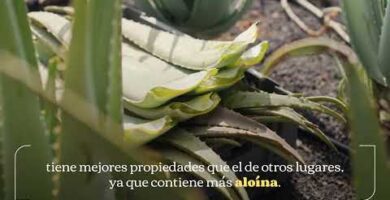 Aloe Vera Canarias en Mercadona | Opiniones y Precios en 2022