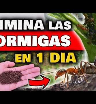 Veneno para Hormigas en Mercadona | Opiniones y Precios en 2022