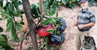 Tomate Mar Azul en Mercadona | Opiniones y Precios en 2022