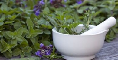 Salvia Fresca en Mercadona | Opiniones y Precios en 2022
