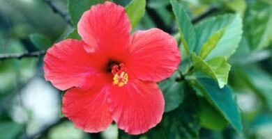 Flor de Hibisco en Mercadona | Opiniones y Precios en 2022